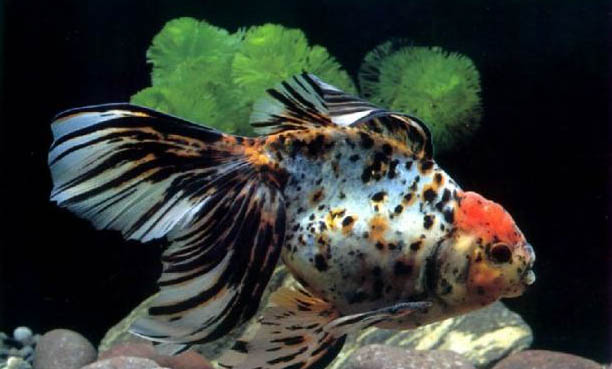 魚(yú)浮頭有哪些原因