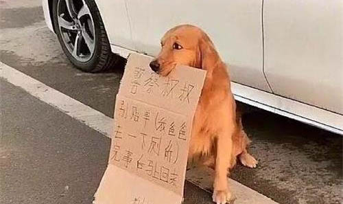 狗狗突然不愛(ài)吃東西的原因是什么