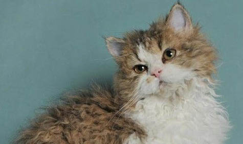 兩個月卷毛尋回犬可以洗澡嗎