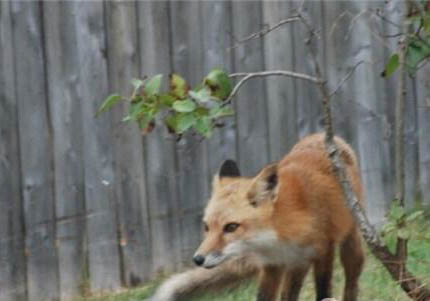 米格魯獵犬就是比格犬嗎