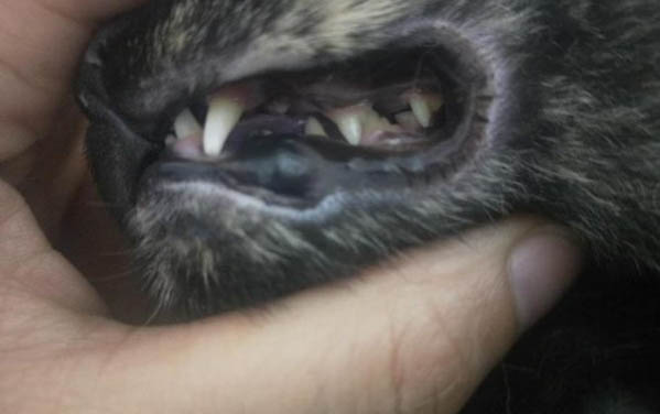 小貓一個月可以斷奶嗎？