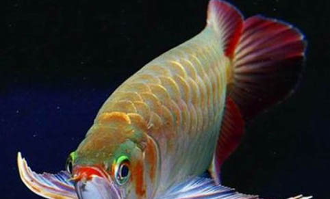 六角恐龍魚的養殖方法有哪些