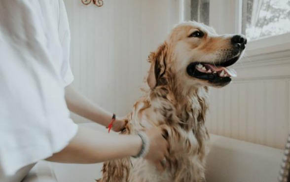狗狗得犬瘟有哪些癥狀