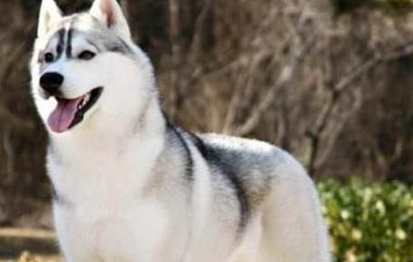 高加索犬一般懷孕幾個月生產