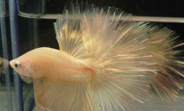 鸚鵡魚褪色怎么辦