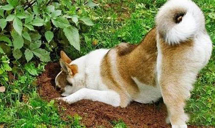 狗狗眼睛腫嘴里吐白沫怎么辦