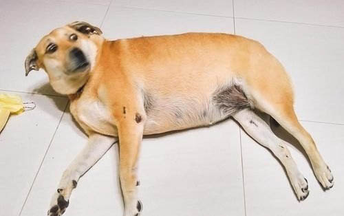 狗狗后腿血管在哪個部位