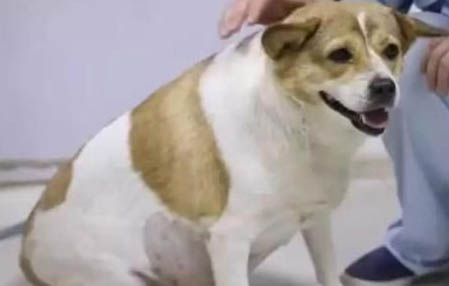 狗狗可以吃西瓜皮嗎
