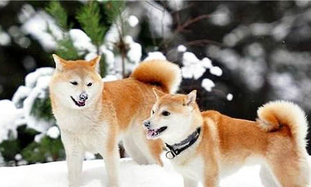 柴犬被主人打后會記仇嗎?