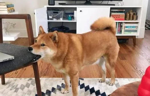 狗狗能吃什么消炎藥