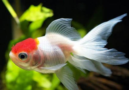 影響金魚產(chǎn)卵的常見因素