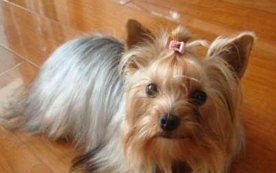 約克夏為什么不好養?