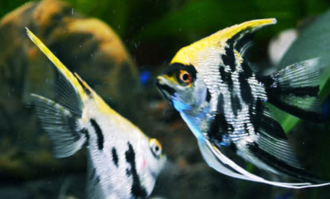 初春釣鯉魚釣深水還是淺水