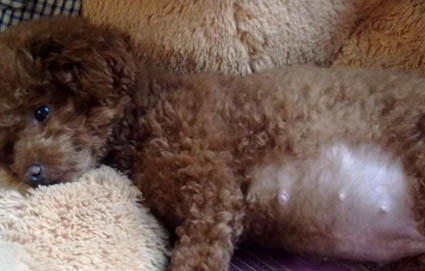 母犬一般下奶多久能生