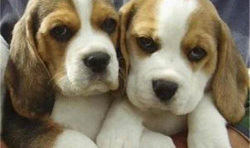 如何獎勵比格犬