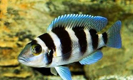 黃耳龜放魚缸會淹死嗎