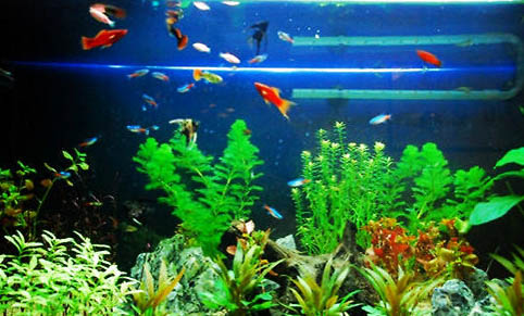 羅非魚一年繁殖幾次