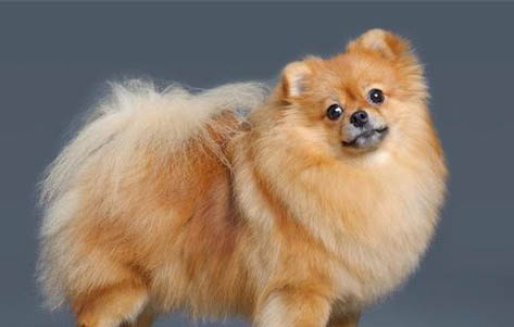 銀狐犬可以吃什么水果