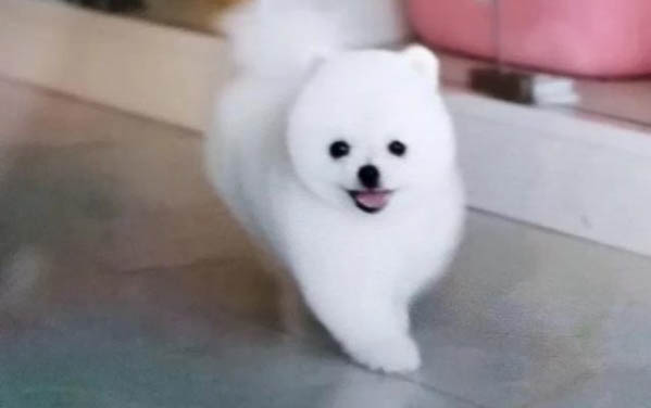 小狗仔多久可以洗澡