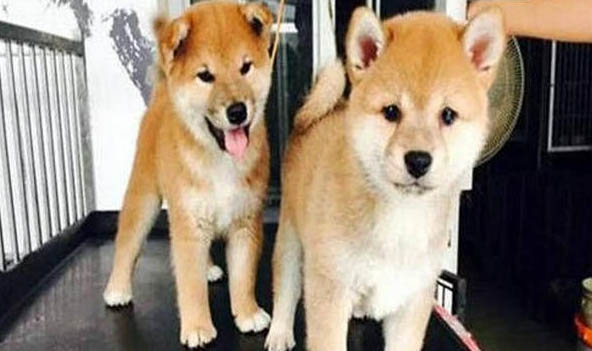 柴犬是只認一個主人嗎?