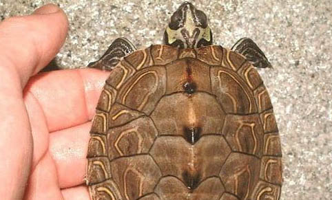 寵物龜有哪些種類