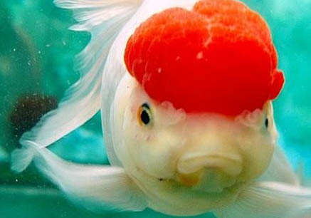 鶴頂紅金魚肚子大怎么治療