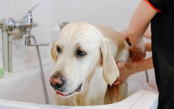 白色的小狗有哪些品種小型犬