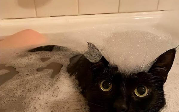 一個月小貓又吐又拉稀怎么辦