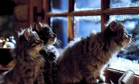 挪威森林貓打嗝的原因及處理方法