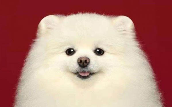 狗狗細(xì)小病毒是否需要隔離