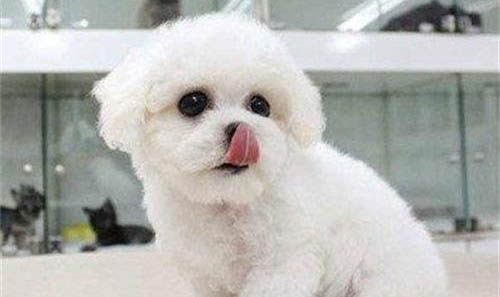 比熊犬能活多久
