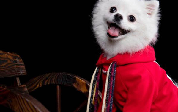狗狗絕育多少錢