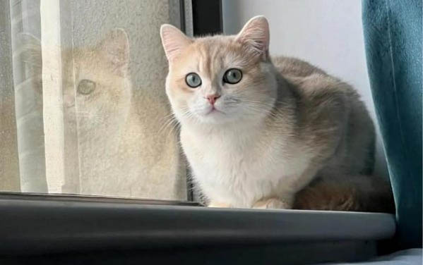 為什么很多動物怕貓