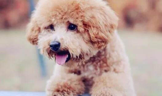 犬瘟晚期能活多久