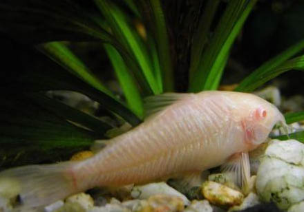 熱帶魚魚糧什么牌子好