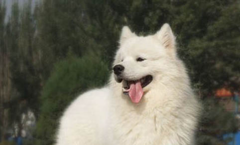 狗狗懷孕能不能吃水果