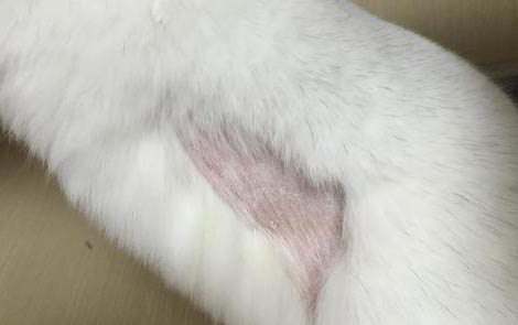 龍貓尿道炎怎么治