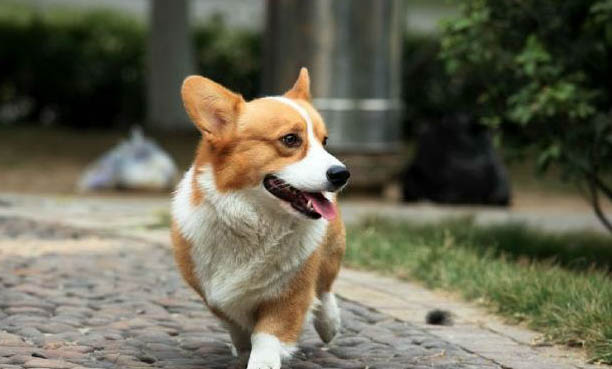 養(yǎng)狗會導(dǎo)致不孕不育嗎感染弓形蟲嗎
