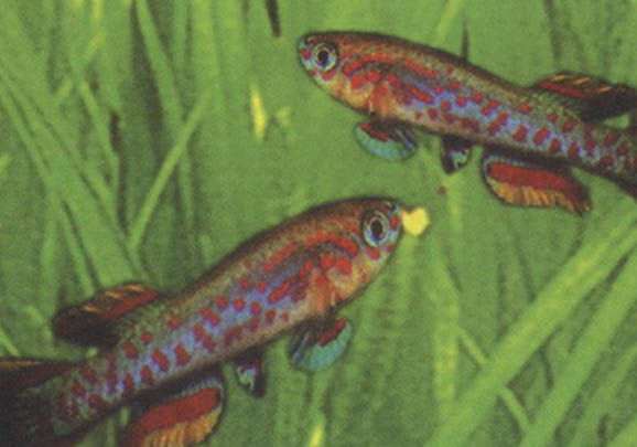 魚缸水里有白色絮狀物