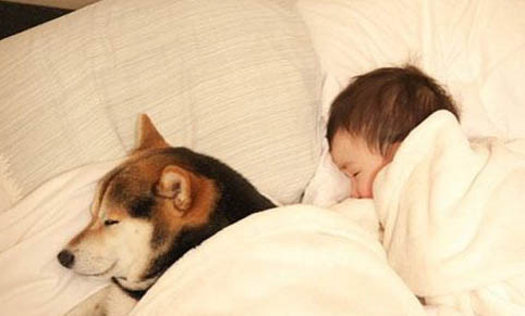 老年犬咳嗽的原因及處理方法