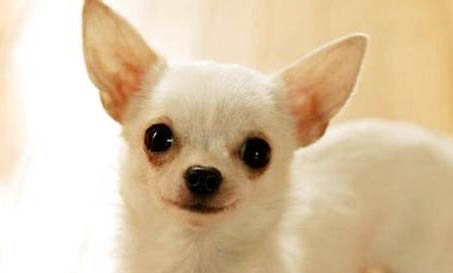 怎樣更快的訓練吉娃娃