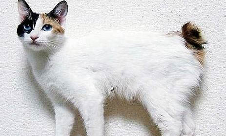 日本短尾貓睡覺卷成一團的原因及處理方法