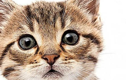 怎么防止貓坐車應激?