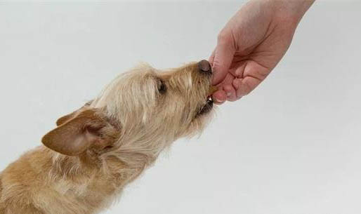 適合狗狗吃的6種蔬菜排名