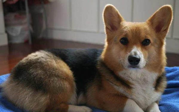 狗狗往旮旯鉆是什么原因