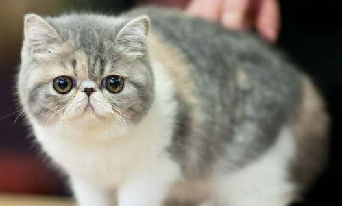 重點色短毛貓太瘦了是什么原因