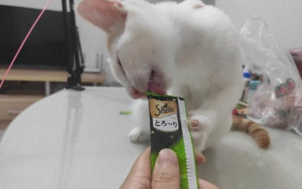貓咪腎衰竭不吃不喝還能活幾天