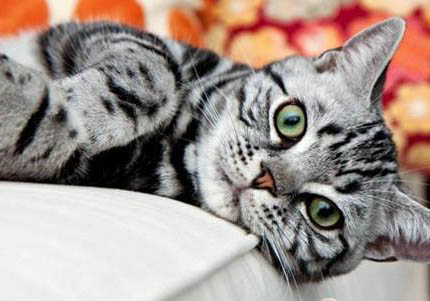 美國短毛貓多少錢一只