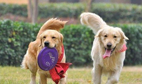 為什么會得犬瘟
