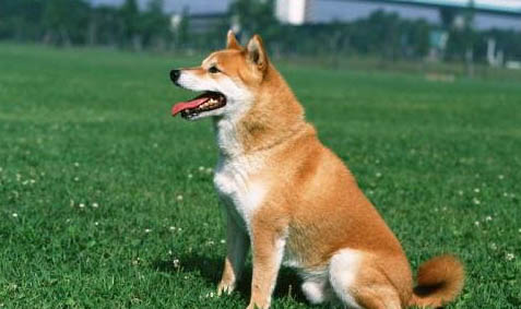 純母犬幾個月可以不用喝羊奶